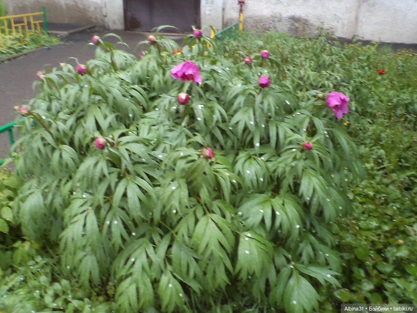 Был месяц май... 2023 год