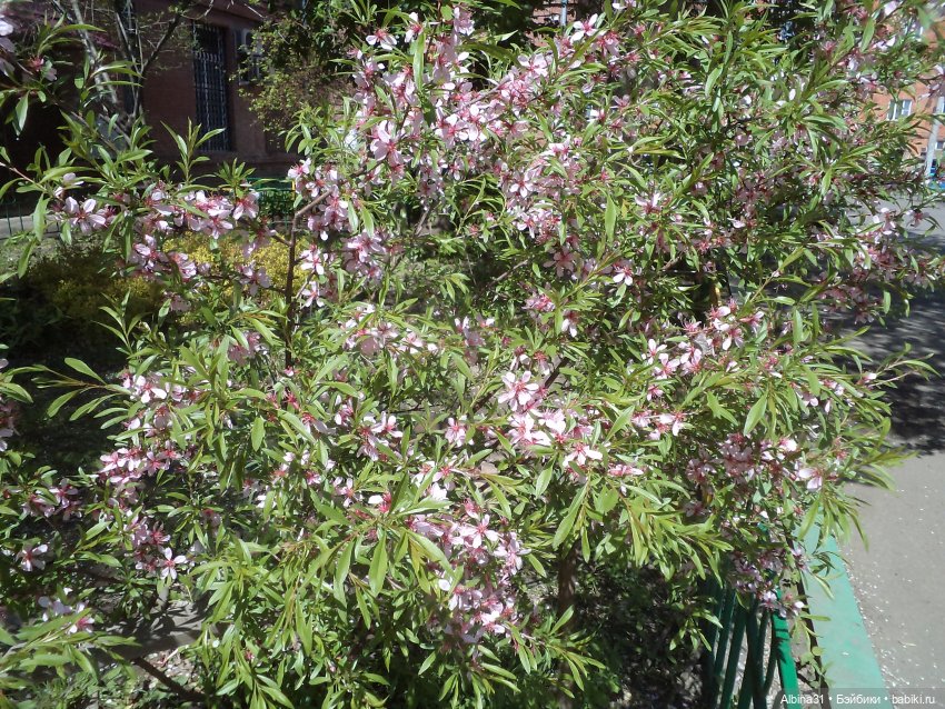 Был месяц май... 2023 год