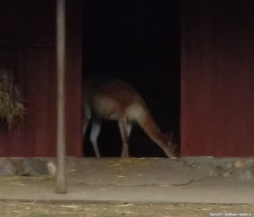 Два зоопарка. Московский — Игровые куклы разных производителей (Разное): редкие бренды (фото 2)