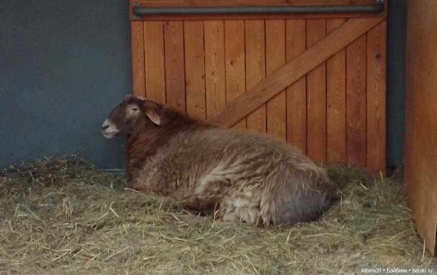 Два зоопарка. Московский — Игровые куклы разных производителей (Разное): редкие бренды