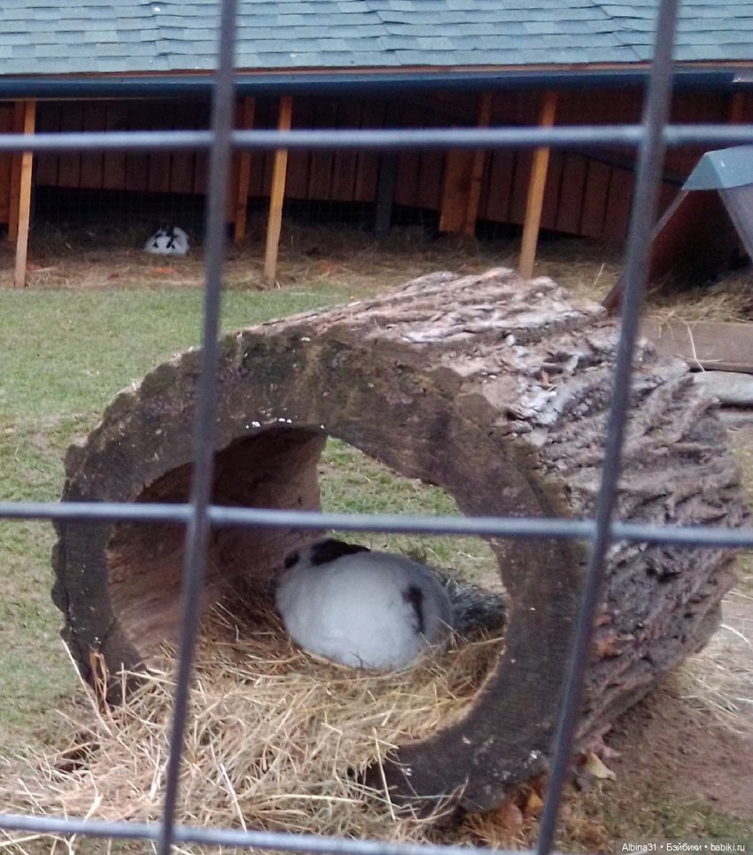 Два зоопарка. Московский (продолжение) (фото 4)