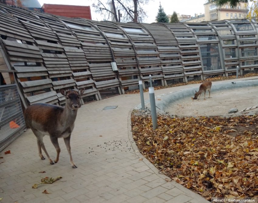 Два зоопарка. Московский — Игровые куклы разных производителей (Разное): редкие бренды