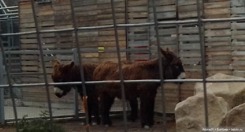 Два зоопарка. Московский — Игровые куклы разных производителей (Разное): редкие бренды