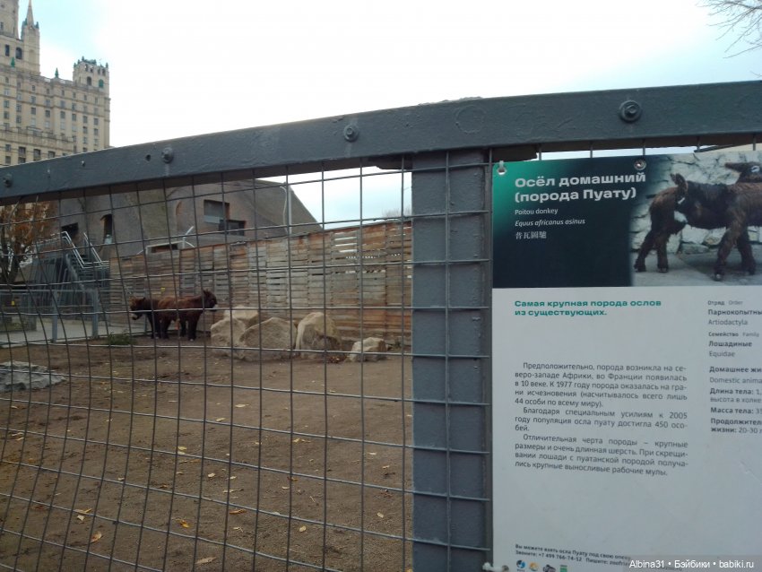 Два зоопарка. Московский — Игровые куклы разных производителей (Разное): редкие бренды