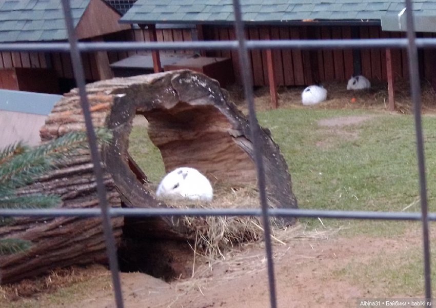 Два зоопарка. Московский (продолжение) (фото 2)