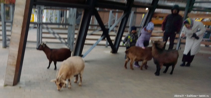 Два зоопарка. Московский — Игровые куклы разных производителей (Разное): редкие бренды