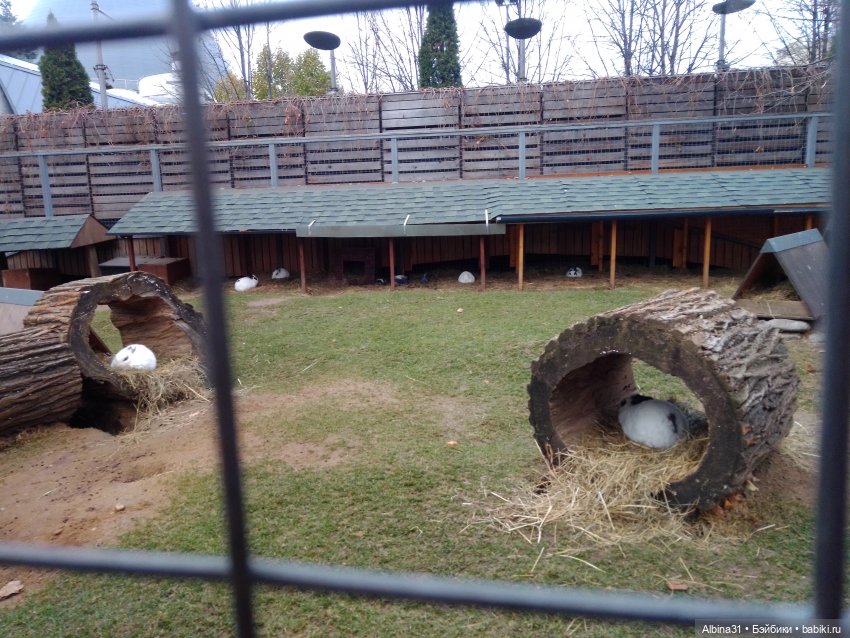 Два зоопарка. Московский (продолжение) (фото 3)