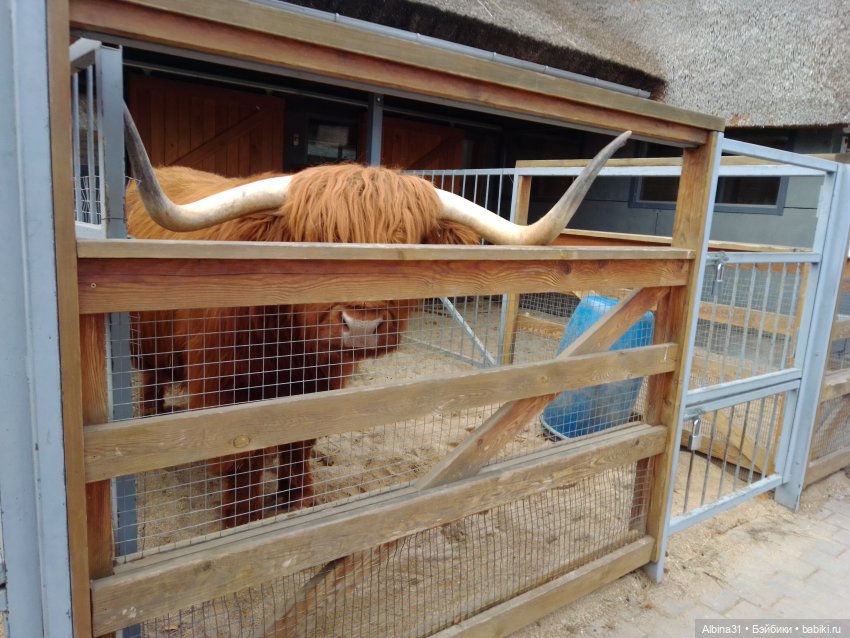 Два зоопарка. Московский — Игровые куклы разных производителей (Разное): редкие бренды