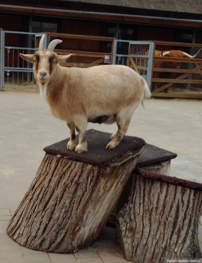 Два зоопарка. Московский — Игровые куклы разных производителей (Разное): редкие бренды