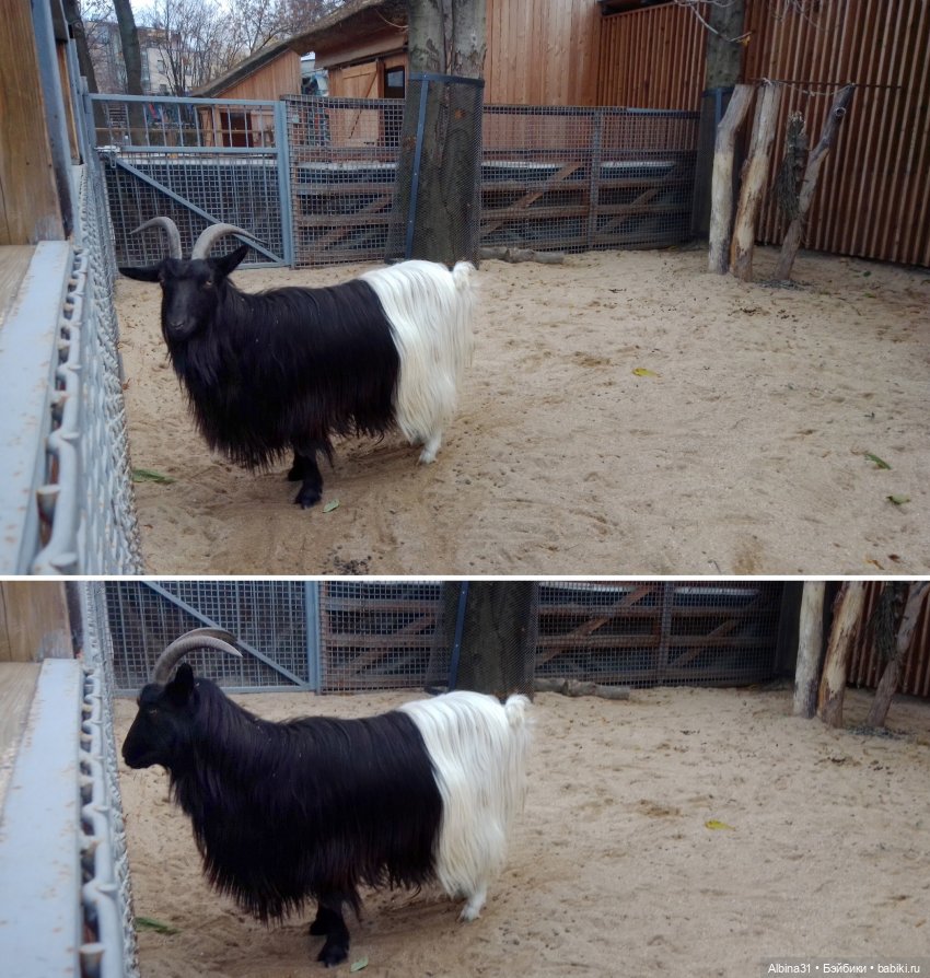 Два зоопарка. Московский — Игровые куклы разных производителей (Разное): редкие бренды