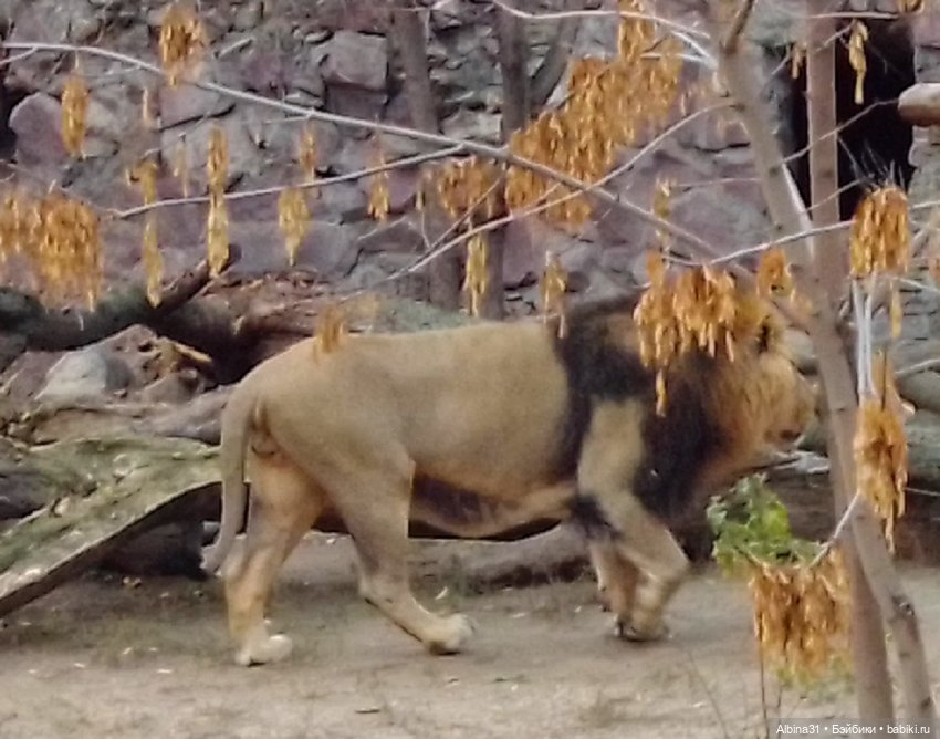 Два зоопарка. Московский (продолжение)