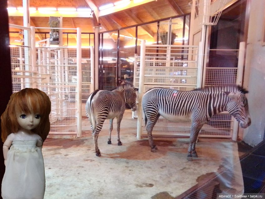 Два зоопарка. Московский (продолжение)