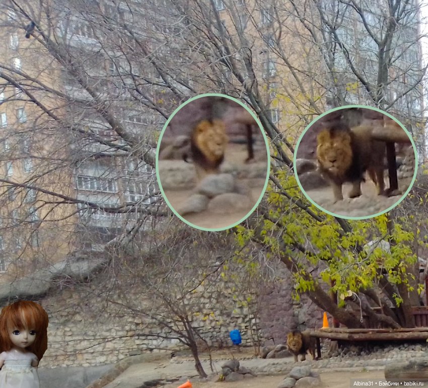 Два зоопарка. Московский (продолжение)