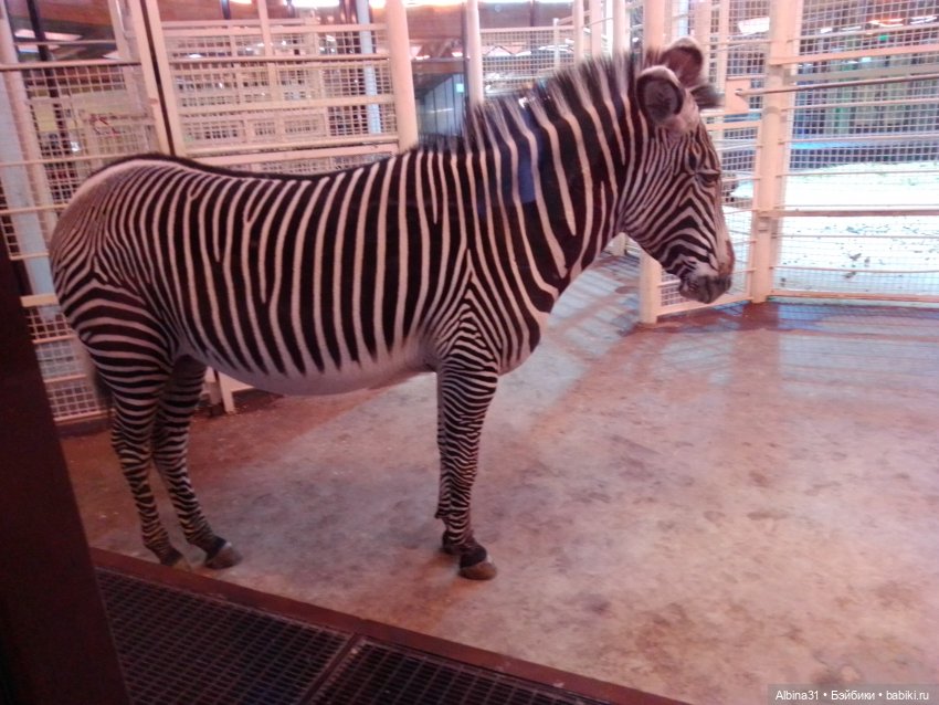 Два зоопарка. Московский (продолжение) (фото 10)