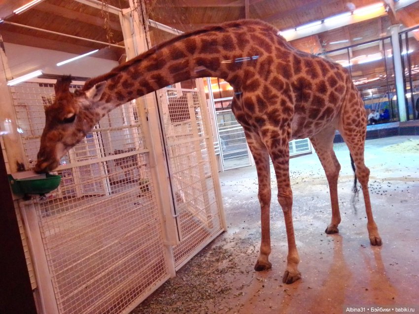 Два зоопарка. Московский (продолжение) (фото 8)