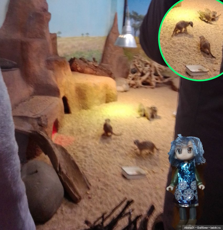 Два зоопарка. Московский (продолжение) (фото 5)