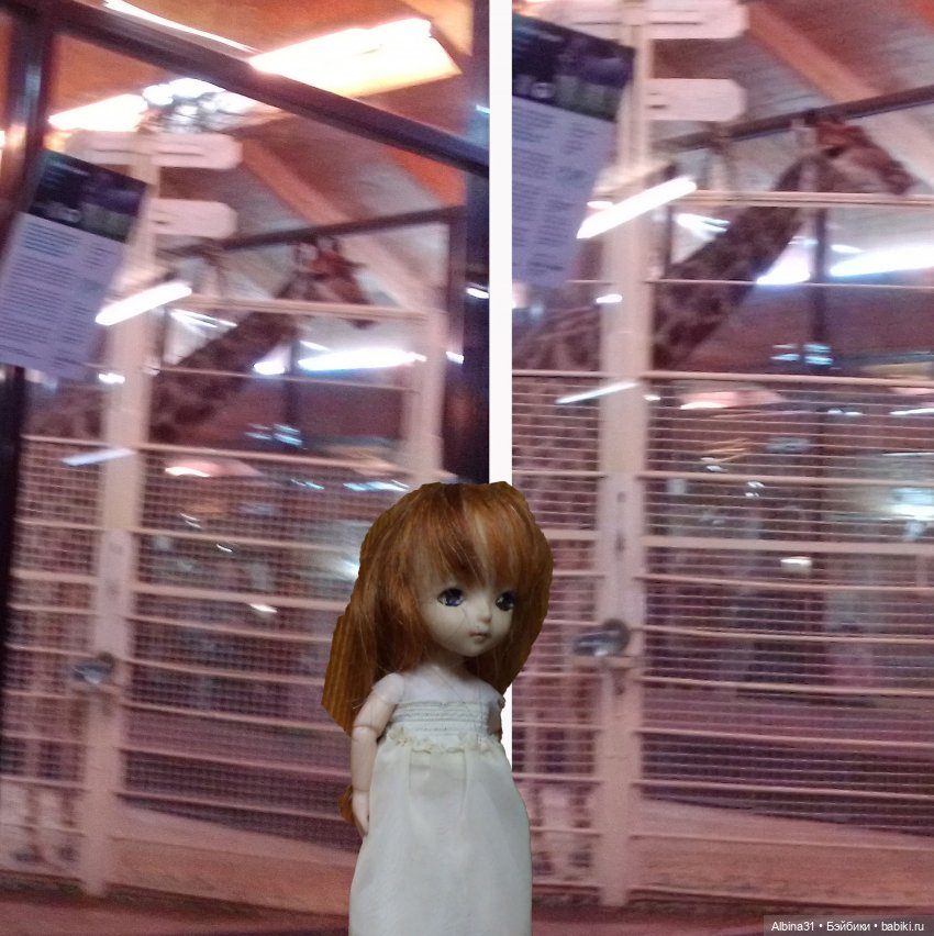 Два зоопарка. Московский (продолжение) (фото 7)