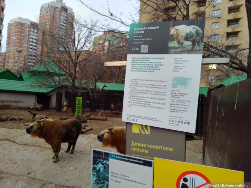 Два зоопарка. Московский (продолжение)