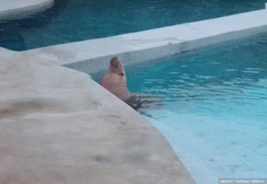 Два зоопарка. Московский (продолжение)