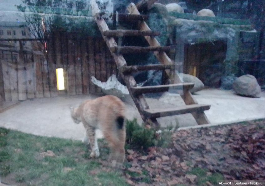 Два зоопарка. Московский (продолжение)