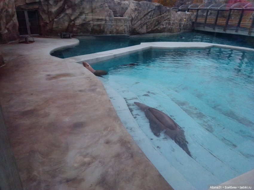 Два зоопарка. Московский (продолжение)