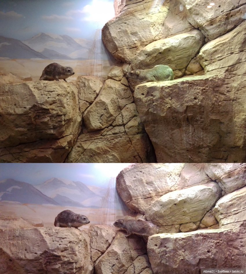 Два зоопарка. Московский (продолжение)