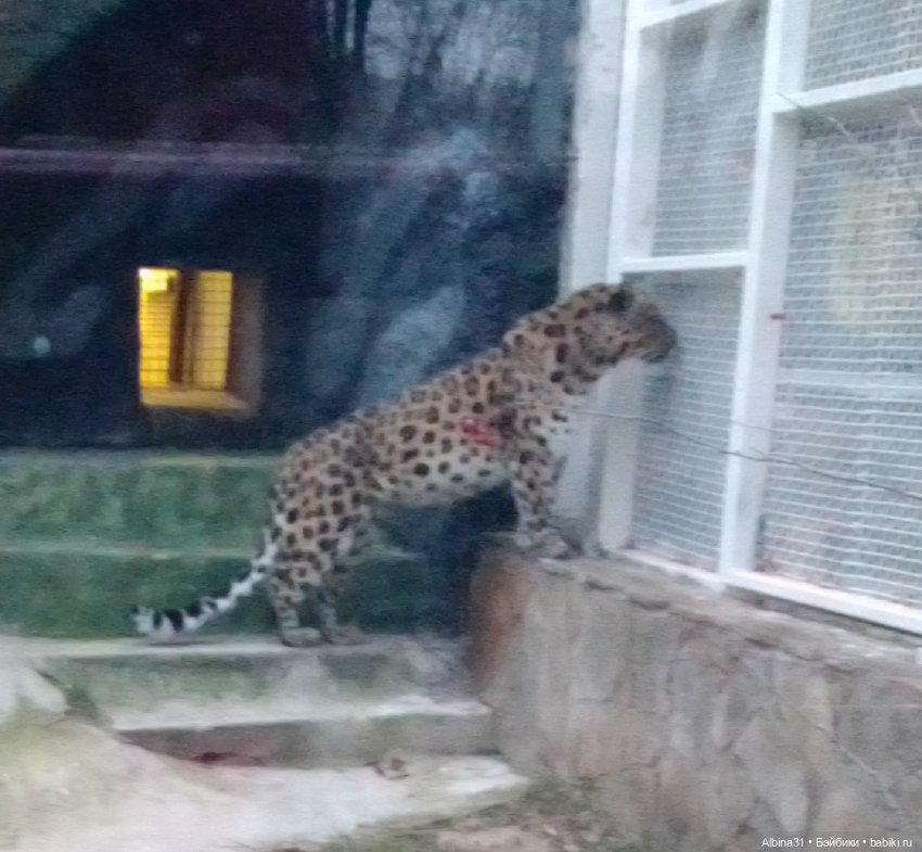 Два зоопарка. Московский (продолжение)