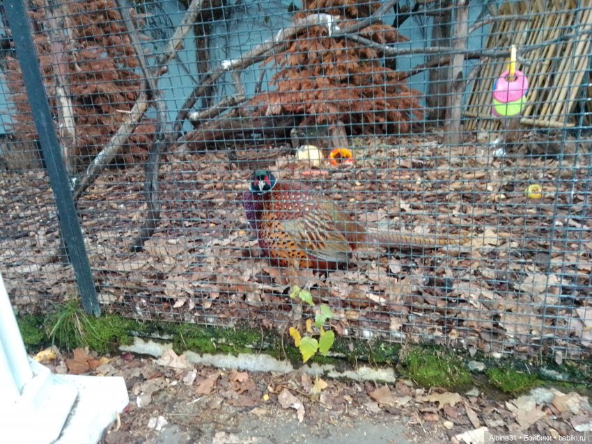 Два зоопарка. Московский (продолжение)