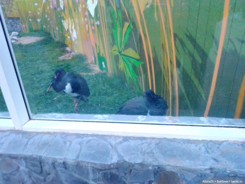 Два зоопарка. Московский (продолжение)