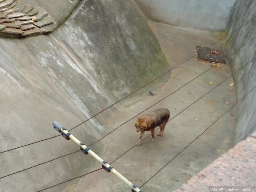 Два зоопарка. Московский (продолжение)