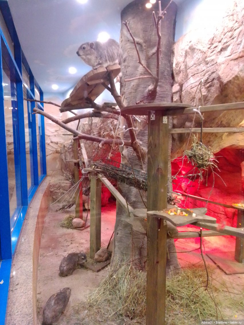 Два зоопарка. Московский (продолжение)