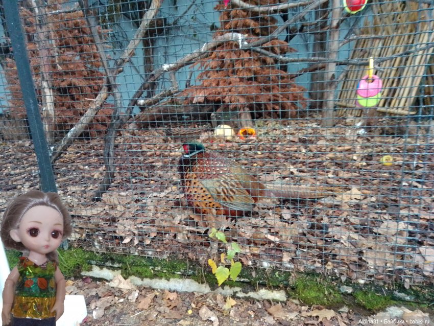 Два зоопарка. Московский (продолжение)