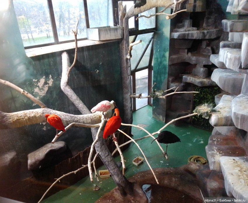 Два зоопарка. Московский (продолжение)