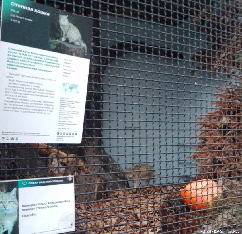 Два зоопарка. Московский (продолжение)