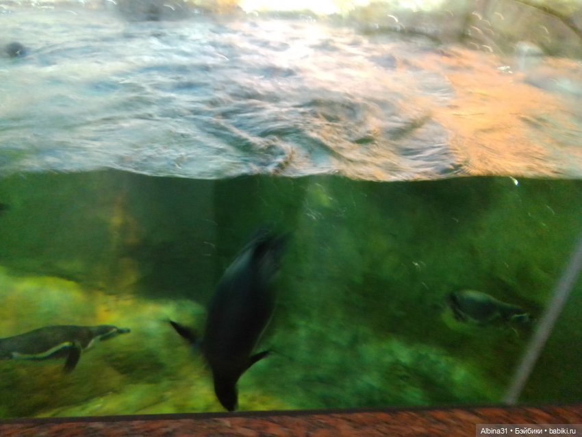 Два зоопарка. Московский (продолжение)