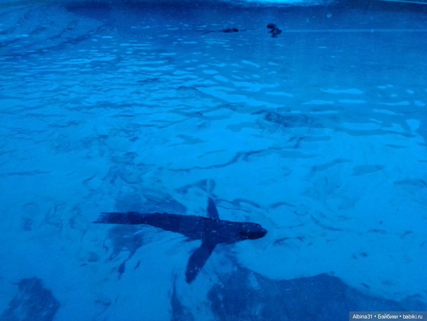 Два зоопарка. Московский (продолжение)