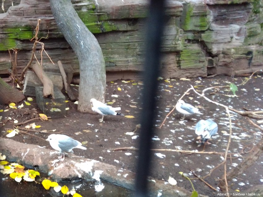 Два зоопарка. Московский (продолжение)