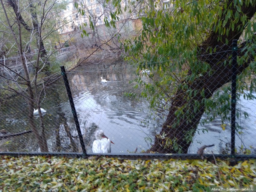 Два зоопарка. Московский (продолжение)