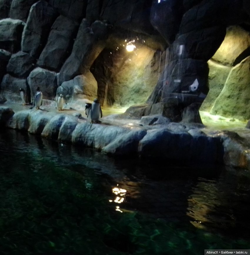 Два зоопарка. Московский (продолжение)