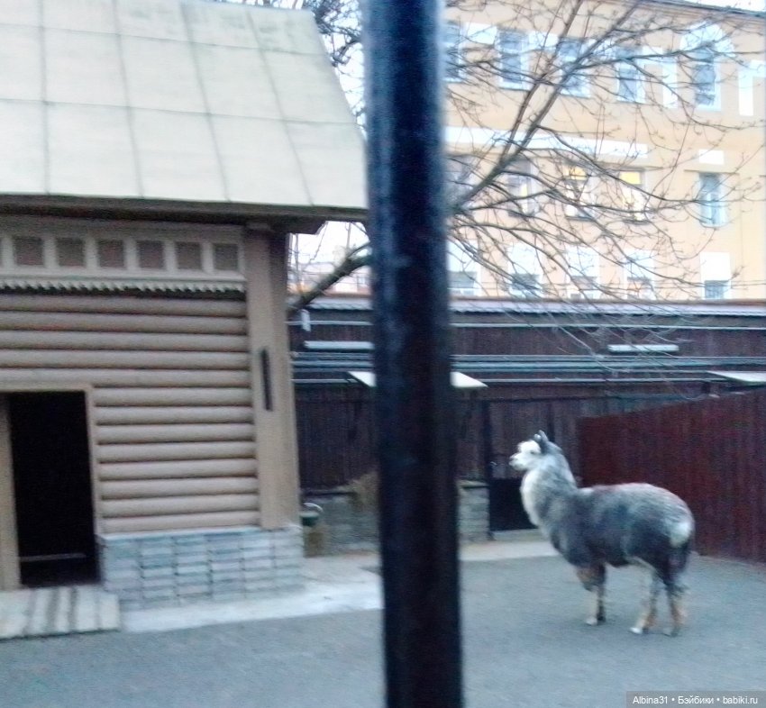 Два зоопарка. Московский (продолжение)