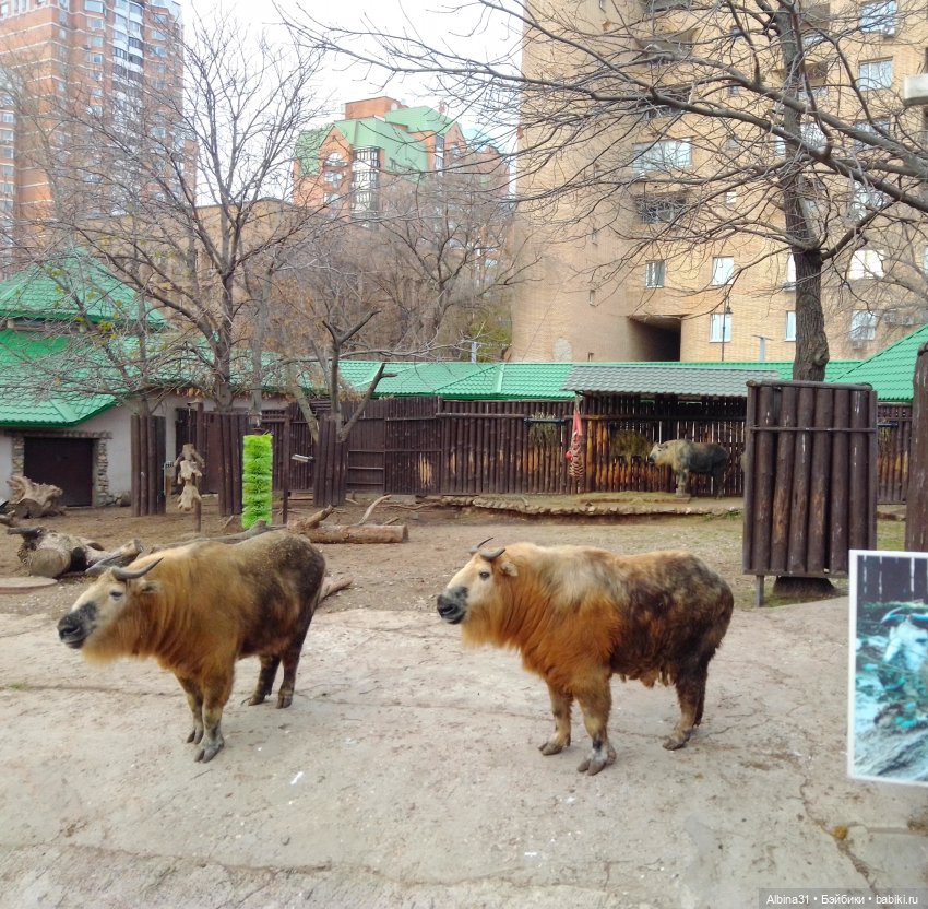 Два зоопарка. Московский (продолжение)