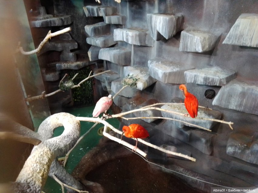 Два зоопарка. Московский (продолжение)