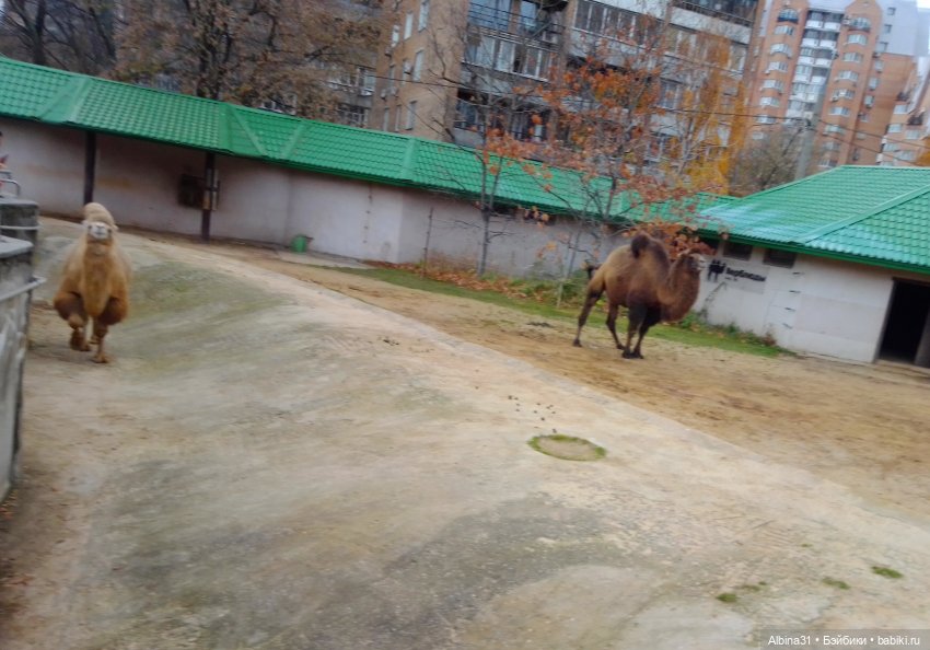 Два зоопарка. Московский (продолжение)