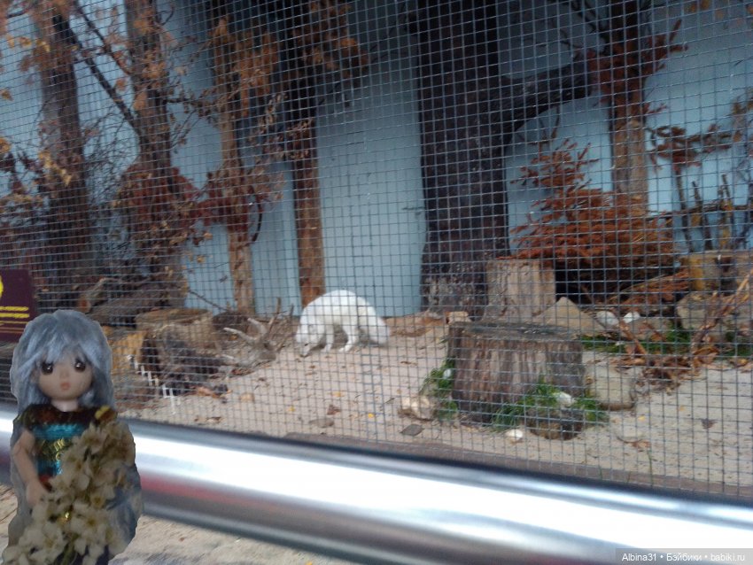 Два зоопарка. Московский (продолжение)