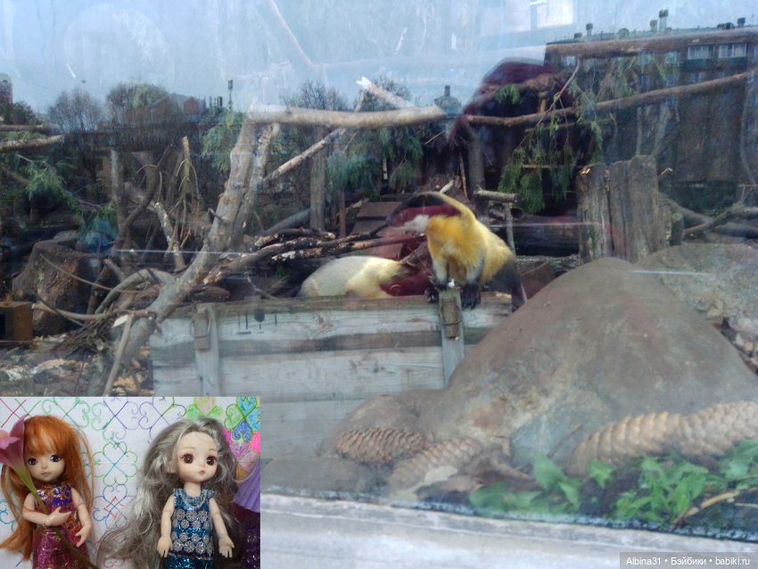 Два зоопарка. Московский (продолжение)