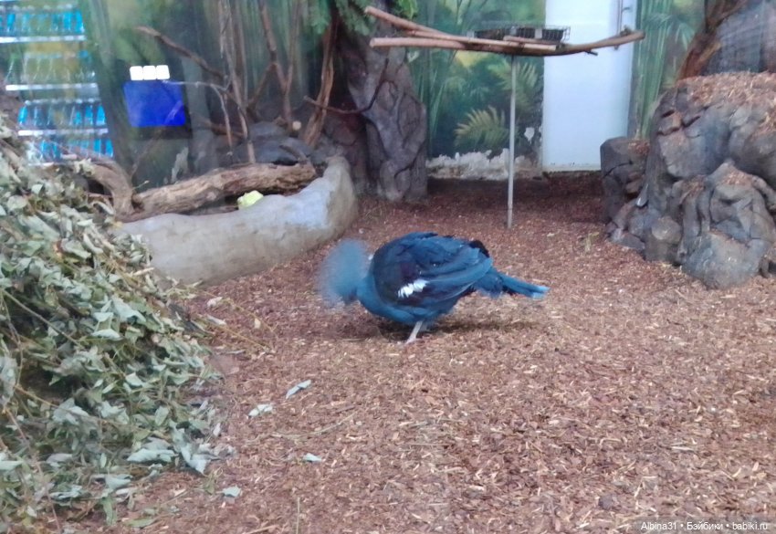 Два зоопарка. Московский (продолжение)