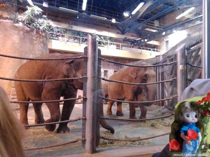 Два зоопарка. Московский (продолжение)