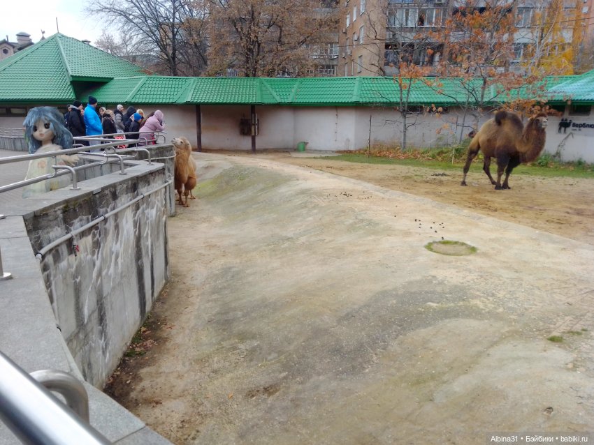 Два зоопарка. Московский (продолжение)