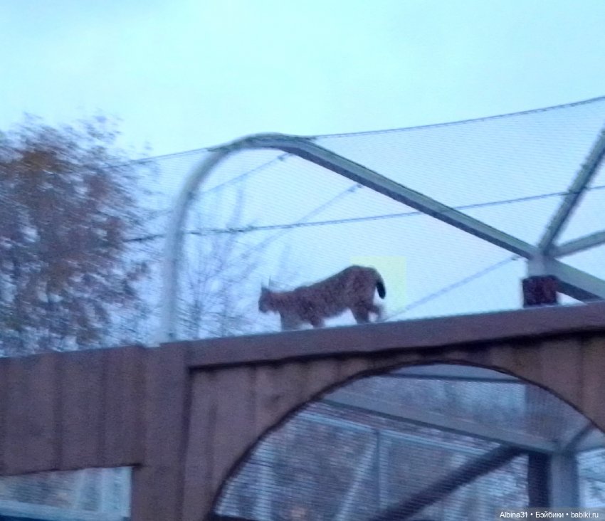 Два зоопарка. Московский (продолжение)