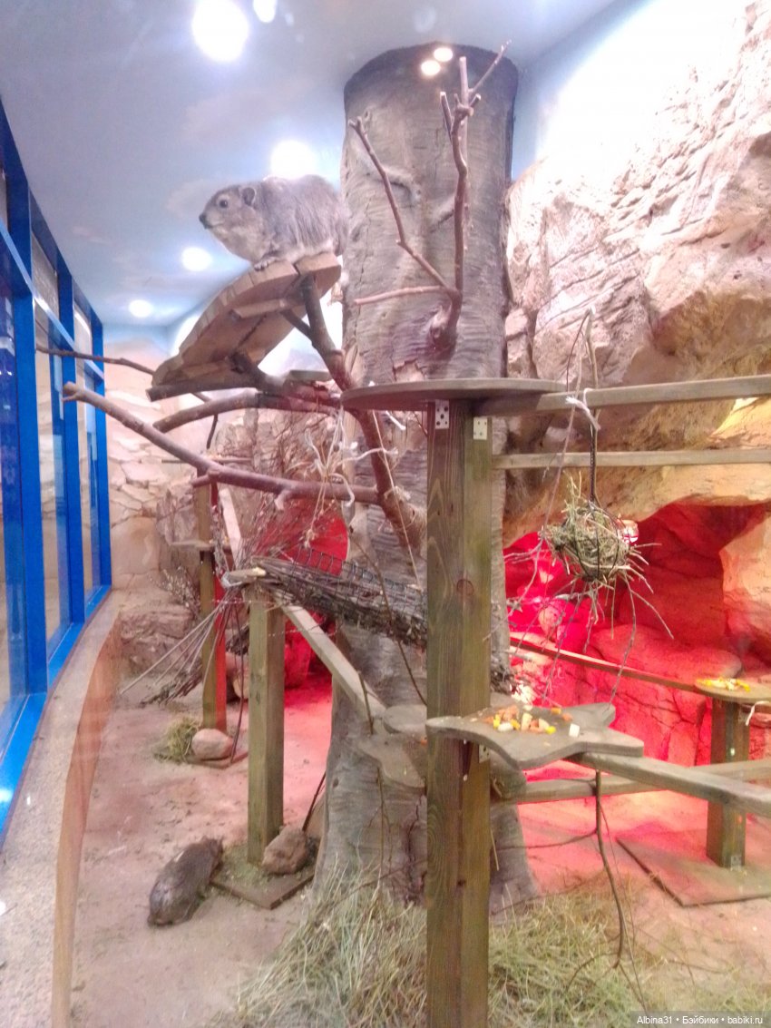 Два зоопарка. Московский (продолжение)